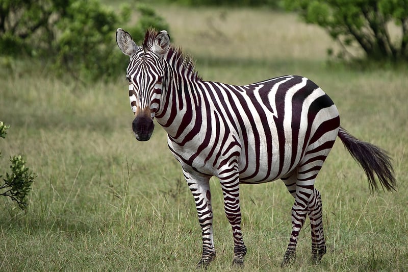 Maasai Mara, Kenya